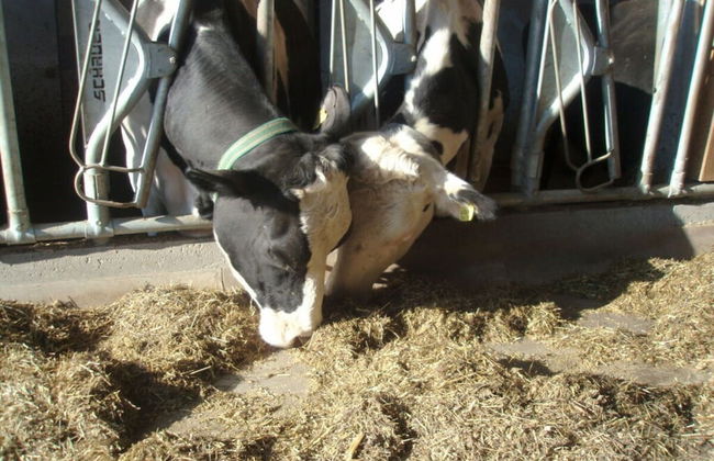 Neunerspitze Comfortable Holiday Residence - Foto 11