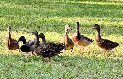 Country Retreat with ponds-views-porches & pups - Foto 67