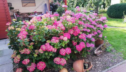 Alte Pastorei - Foto 4