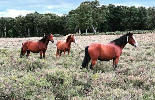 Henrow House Lymington 4 Bed Detached Home with Hot Tub - Foto 49