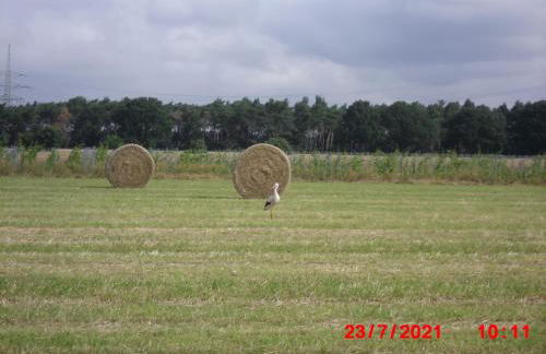 Lindensweet - Photo 9