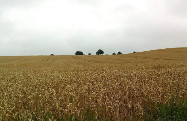 Spacious Cottage Retreat in Sonderborg-by Traum - Photo 12