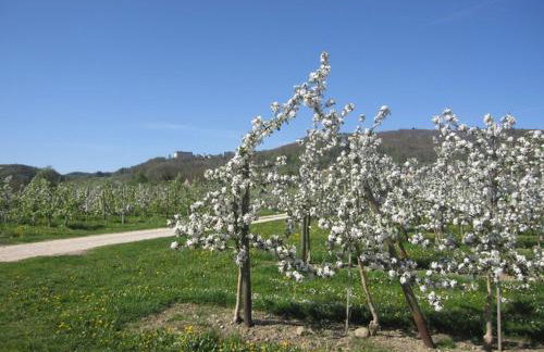 Apfelhof - Ferienwohnung Wielath - Photo 20