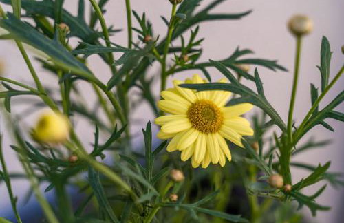 Apartment Olive 2 - Foto 33