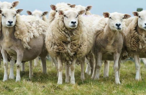 Voortrekker Shetland Holiday Apartments - Foto 20