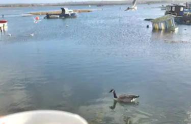 Holes Bay Nature Reserve, Poole, right next to the Water - Photo 1