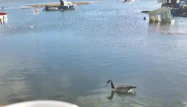 Holes Bay Nature Reserve, Poole, right next to the Water - Foto 1