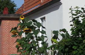 Ferienwohnung Sonnenblume - Foto 12