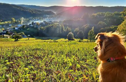 Domek Malinowy - Photo 51