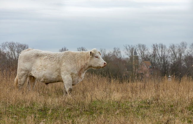 Holiday Home in Renesse Near the Beach - Photo 16