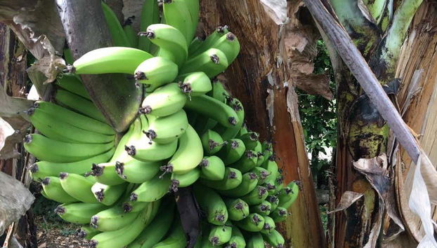 Plátanos de la finca