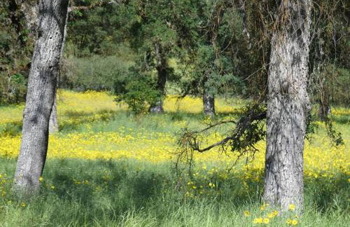 Loyah Cabin - Foto 3