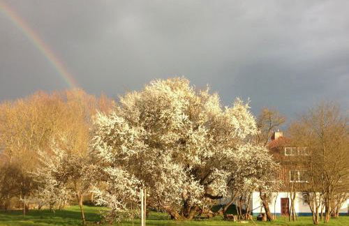Luxuriöse Ferienwohnung in Boddin mit Garten - Foto 26