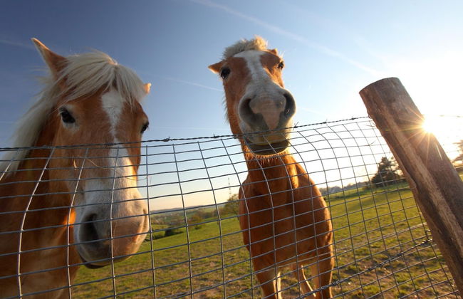 Cozy Bungalow Sauna Valkenburg - Photo 8