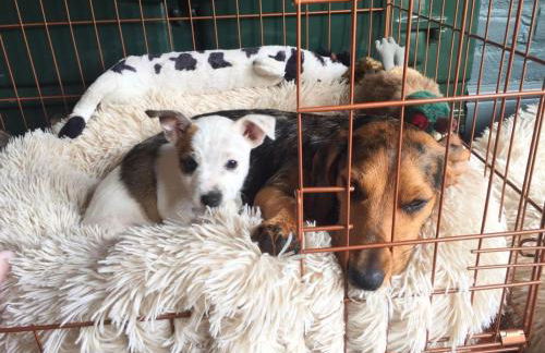 Eclectic Barn - Pergola & Dog-Friendly Garden - Photo 26