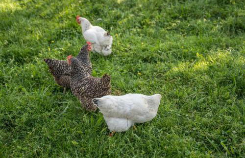 Klausenhansenhof - Foto 26