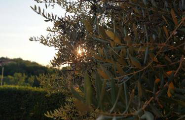 L'Olivo nel Chianti - Photo 15