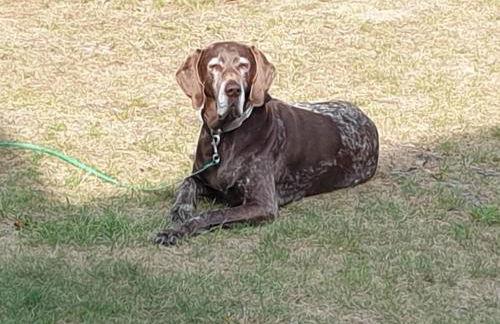 Holiday Home Pinto Béla by Interhome - Photo 37