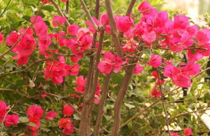 Villa Christina - Foto 33