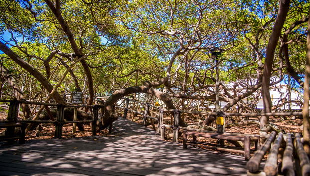 Anacardo más grande del mundo