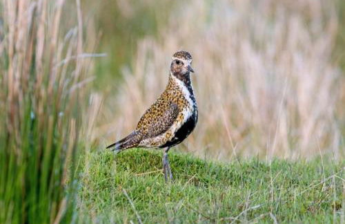 Carrs Cottage, Westgate in WEARDALE - Photo 28