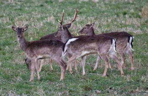 The Oak Lodge, Clematis Cottages, Stamford - Foto 36