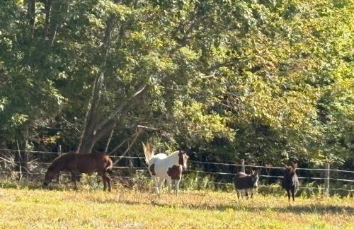 My Valhalla Farm - Foto 39