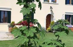 Casa Ongaro - Photo 1