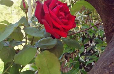 Lorantina Luxury Sea View House with Starlink WiFi near Barbati & Ipsos - Photo 80