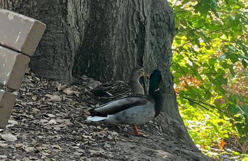 Spacious Home Steps from Huge Park and Outdoor Fun - Foto 63
