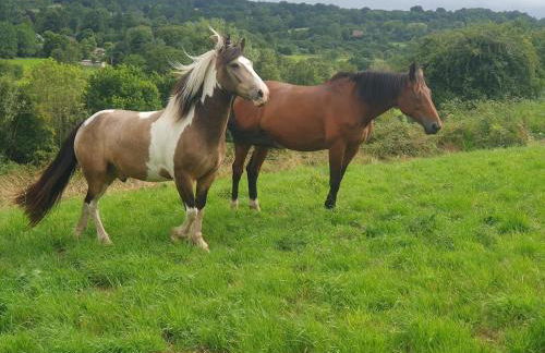 Gîte du Paradis Normand - Foto 37