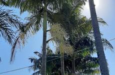 Recanto dos Passaros - Foto 33