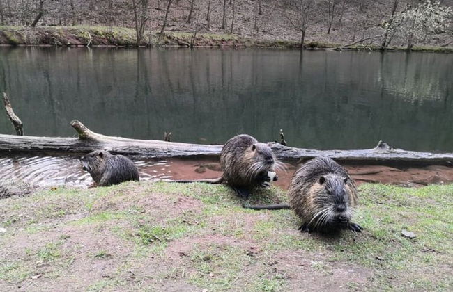 Holiday Apartment Rappenfels Lodge - Photo 25