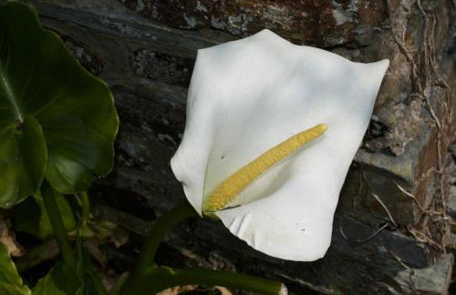 Coach House. Falcon Mews - Foto 18