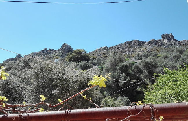 Garden Of Olive Trees - Photo 20