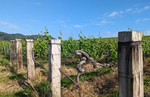 Ferienhaus Rustika - Foto 61