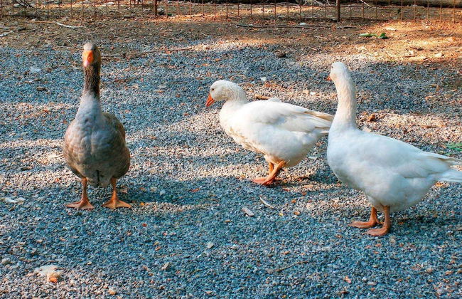 Fattoria Giunasco - Foto 30