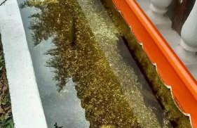 Bangalô - Sítio Cachoeiras do Caledônia - Foto 44