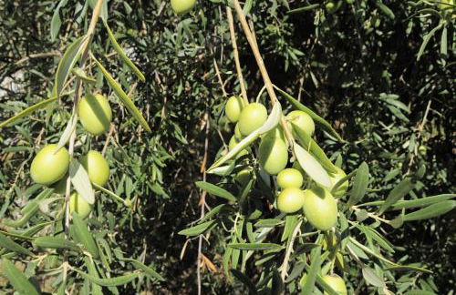 Residence Casa Torretta - Foto 29