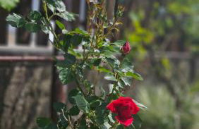 Srce Petrove gore - Foto 23