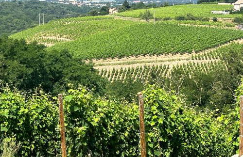 Au Cœur des Vignes - Foto 6