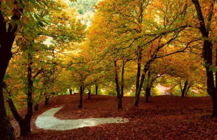 Casas Rurales El Viejo Castaño - Valle Del Genal - Foto 1