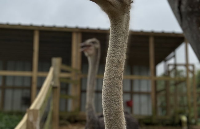 HACIENDA ILUMINADA ECO RETREAT - Foto 24