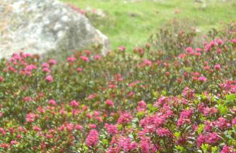 Residence Cavallino - Foto 16