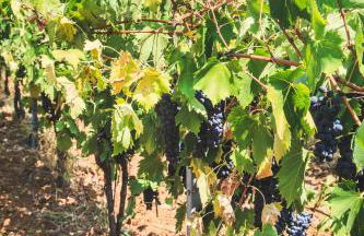 Case Vacanza Podere Risoino - Foto 26