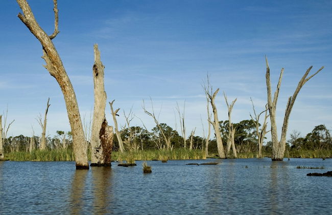 Cohuna Waterfront Holiday Park - Foto 35