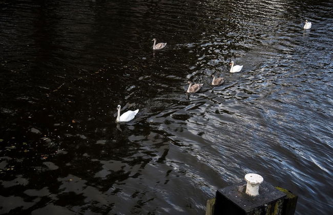 SWEETS - Kattenslootbrug - Photo 6
