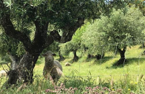 Azeite de Marvão, Olivoturismo casa Mestre do Lagar - Foto 15