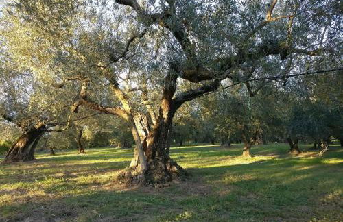 Agriturismo La Villetta - Foto 14