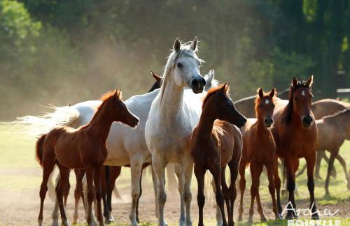 Tierpark Entdeckerhäuser - Foto 18